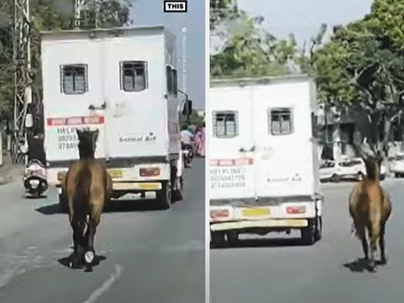 Un caballo corre durante 8 kilómetros tras una ambulancia en la que trasladaban a una yegua enferma
