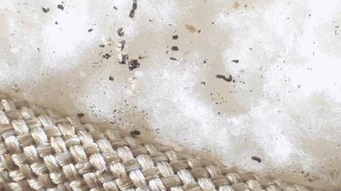 COUNCILMEN REGULATORY PEST CONTROL SPECIALIZES IN PUBLIC HEALTH VIOLATIONS