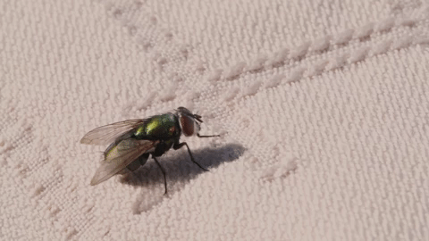 COUNCILMEN REGULATORY PEST CONTROL COMPANY SPECIALIZES IN PUBLIC HEALTH VIOLATIONS