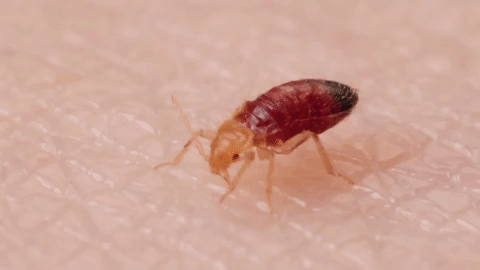 COUNCILMEN REGULATORY PEST CONTROL SPECIALIZES IN PUBLIC HEALTH VIOLATIONS