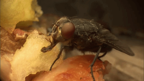 COUNCILMEN REGULATORY PEST CONTROL COMPANY SPECIALIZES IN PUBLIC HEALTH VIOLATIONS