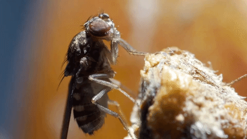 COUNCILMEN REGULATORY PEST CONTROL COMPANY SPECIALIZES IN PUBLIC HEALTH VIOLATIONS