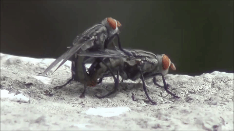 COUNCILMEN REGULATORY PEST CONTROL COMPANY SPECIALIZES IN PUBLIC HEALTH VIOLATIONS