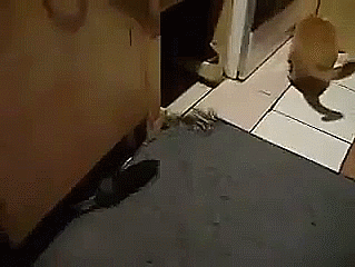 COUNCILMEN REGULATORY PEST CONTROL SPECIALIZES IN PUBLIC HEALTH VIOLATIONS