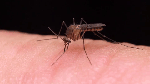 COUNCILMEN REGULATORY PEST CONTROL SPECIALIZES IN PUBLIC HEALTH VIOLATIONS