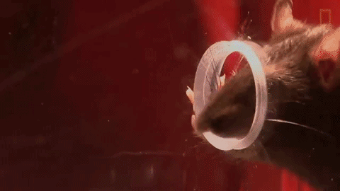 giphy-18.gif