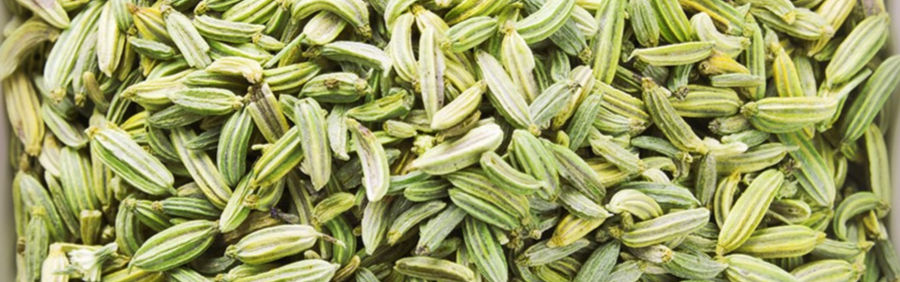 Fennel