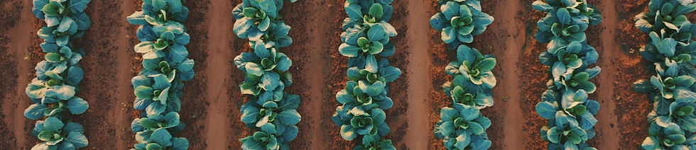 Cabbage vertical rows