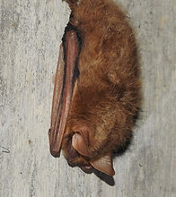 redbatclvrt.png