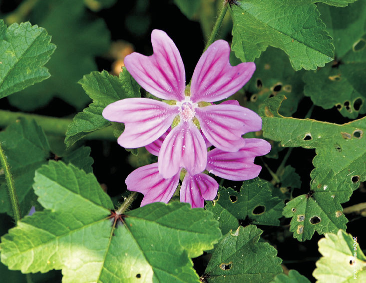 Malva sylvestris