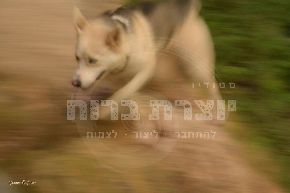 כלב רץ בשדה עם הכיתוב יצירת ברוח בריצה חופשית