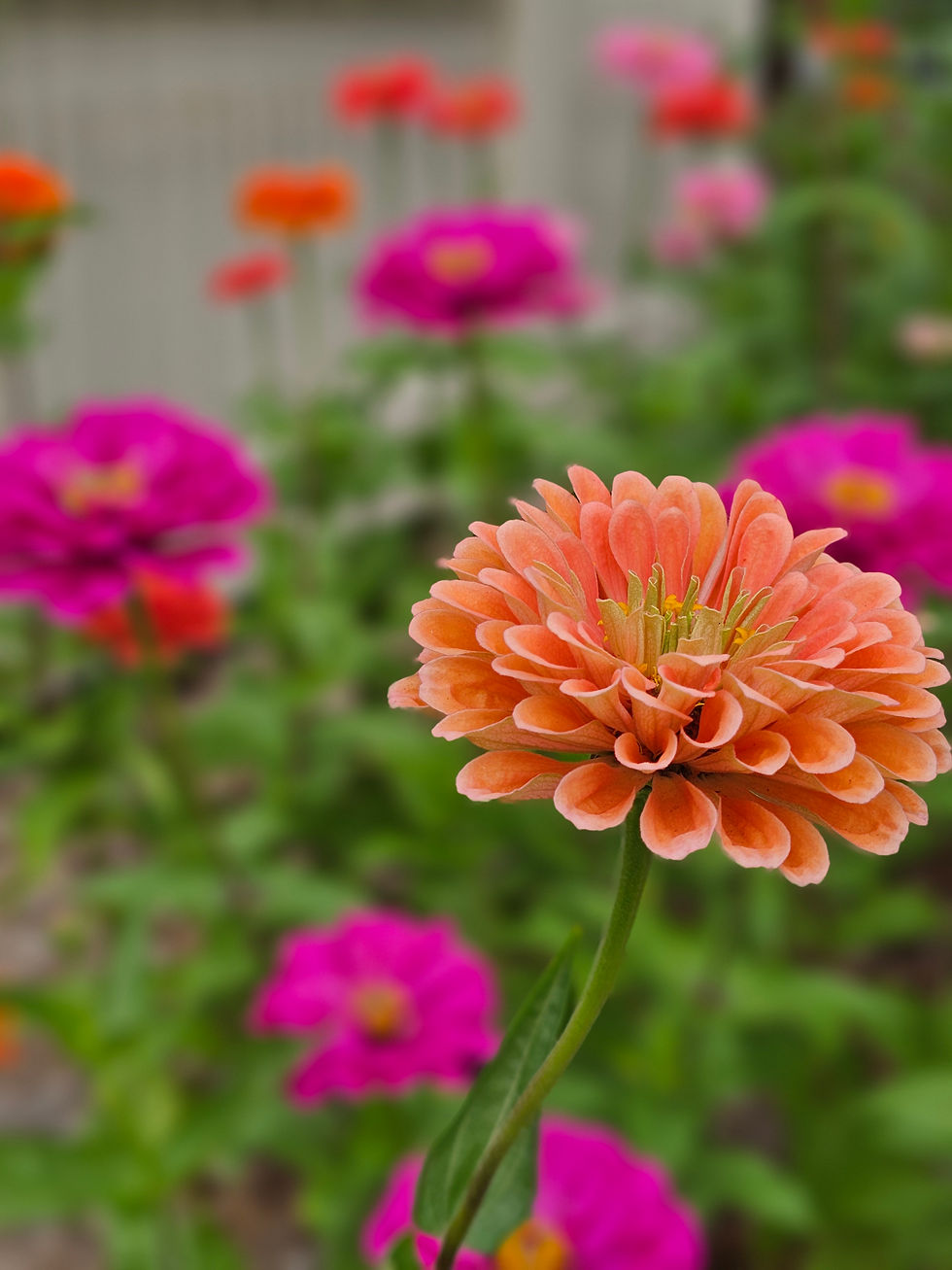 MoMS 2026 Garden