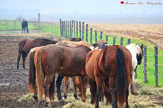 horses in turnout multiples.jpeg