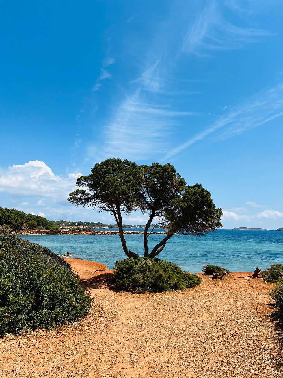 A picturesque scene of a beautiful tree with the Mediterranean Sea in the background, captured on the island of Ibiza, evoking serenity and natural beauty.