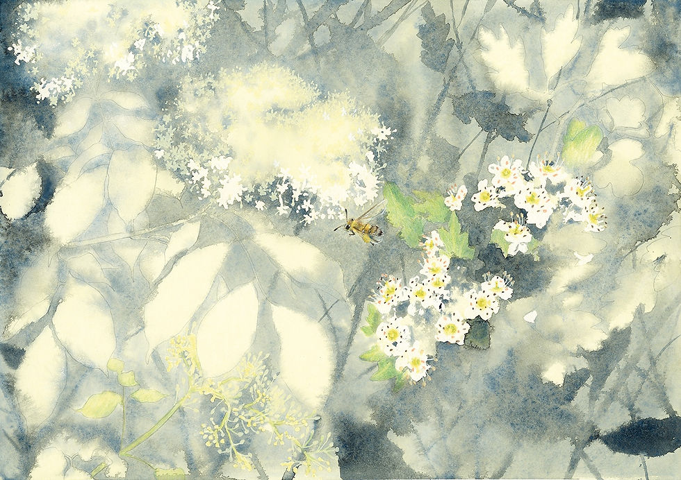 Silvia Molteni, “Il rospo e altre storie di Hans Christian Andersen”, Valentina Pellizoni, Topipittori, 2025