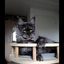 shared image (5).jfif