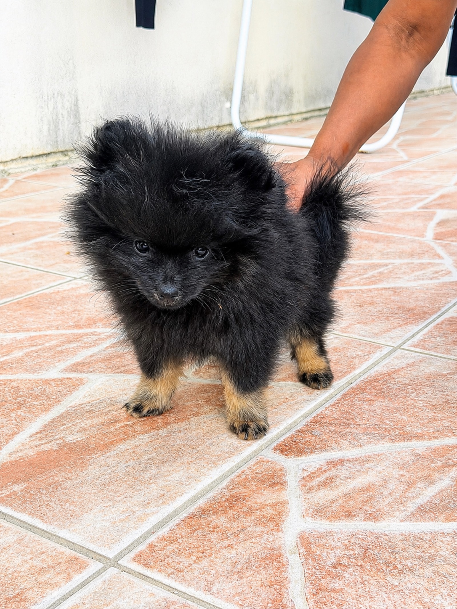 Chiot Spitz Nain Noir et Feu