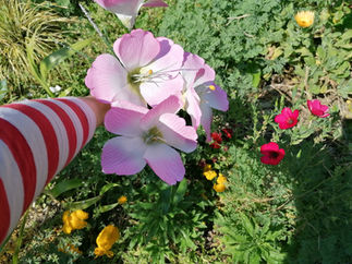 Collage de jardin, le bouquet 11 avril 2020