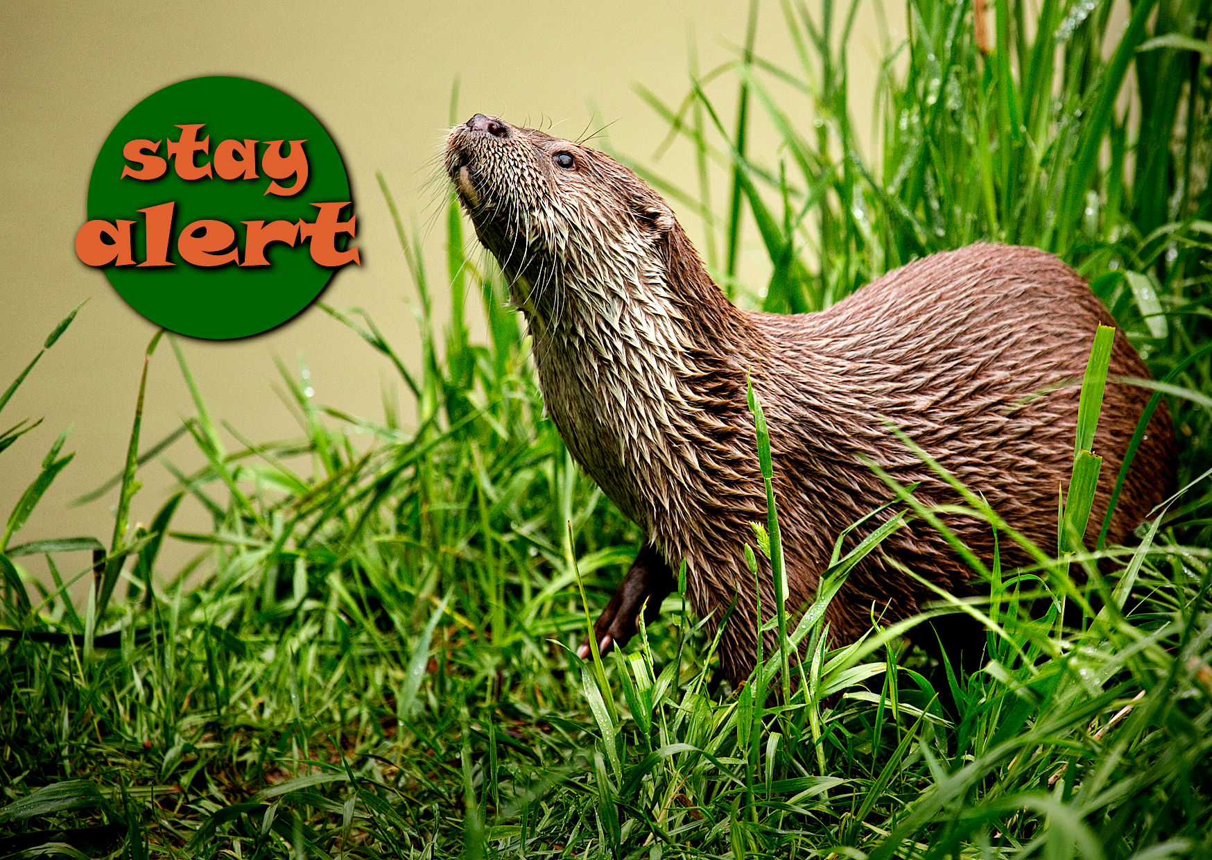 Grusskarte Geschäft Bleib aufmerksam und wachsam