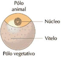 Resultado de imagem para ovos telolécito