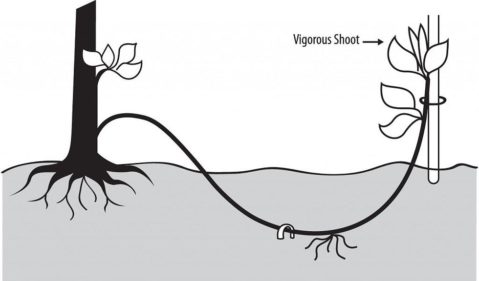 Resultado de imagem para mergulhia