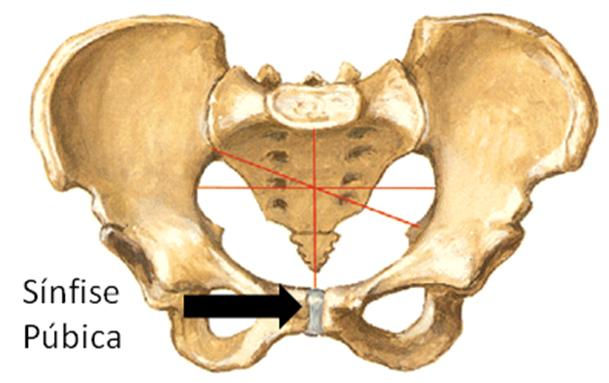 Resultado de imagem para sinfise pubica
