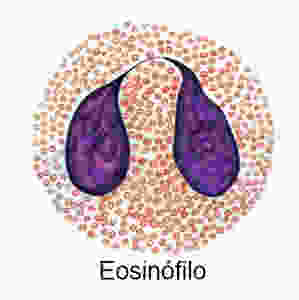 Resultado de imagem para eosinófilos