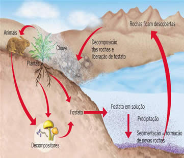 Ciclo do fósforo - Só Biologia