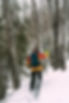 paruline_4.JPG