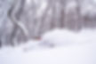 _DSC6430-2.jpg