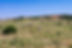 RANCH2.jpeg