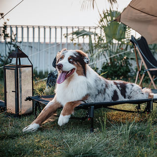 毛孩露營必備Gear! OneTigris寵物露營床