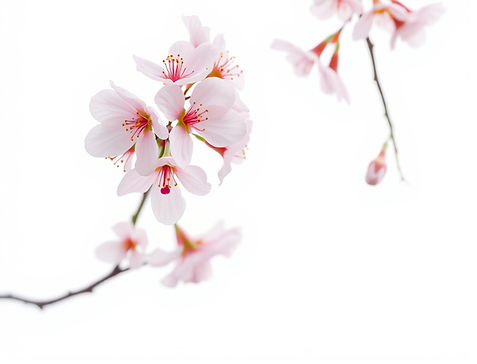 sakura flowers, light toned unfocused with a white background on the top right of the fram