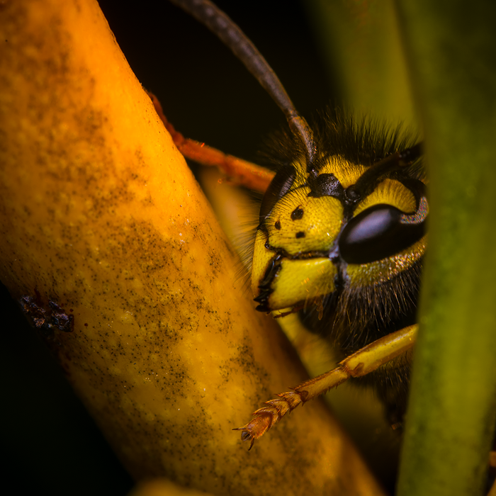 wasp2.png