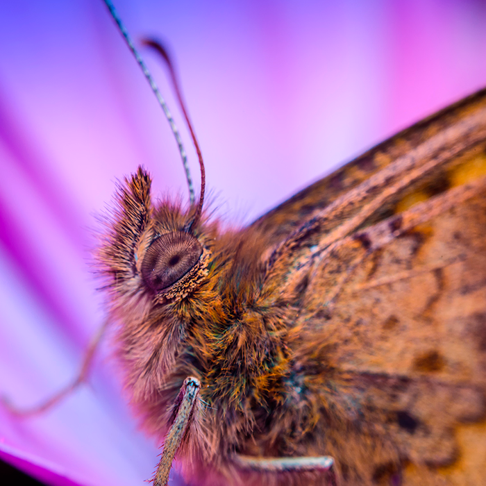 butterfly.png