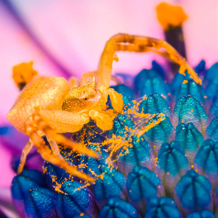 crab1.png