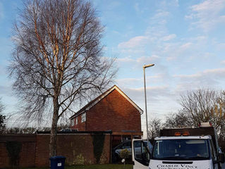 Reducing a Silver Birch tree and stump grinding in Hilton, Cambridgeshire.