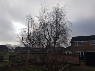 Reducing several Silver Birch trees in Newmarket, Cambridgeshire.
