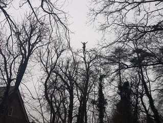 Pollarding several large Horse Chestnut trees in Stevenage, Hertfordshire.