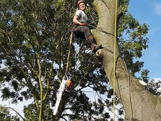 Tree Surgeon in St Neots