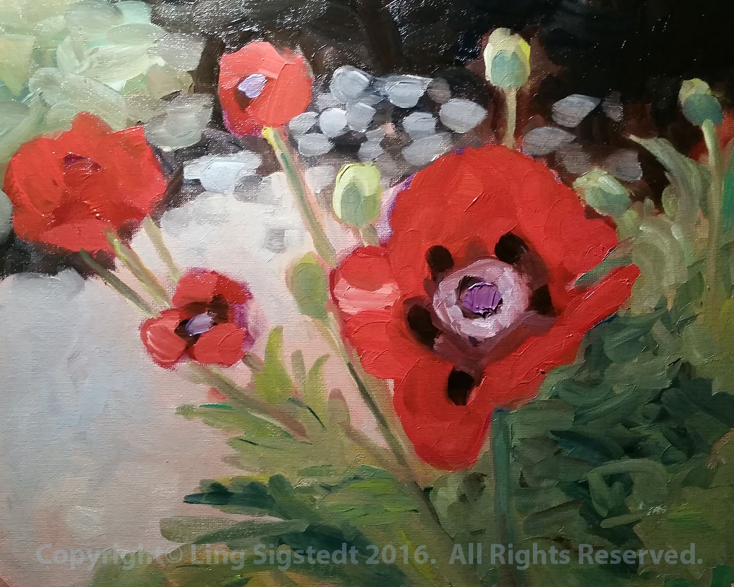 Poppies
