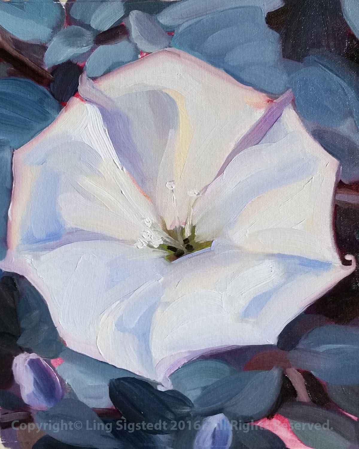 Datura