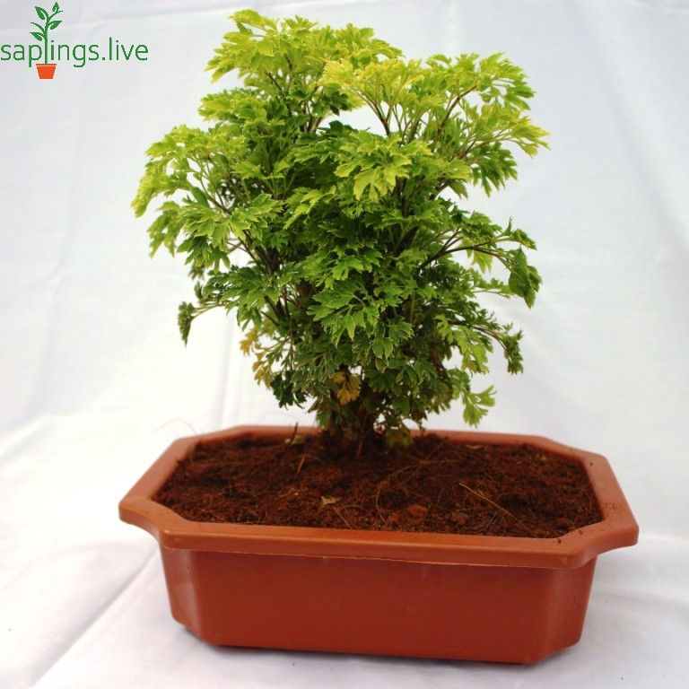 Thumbnail: Golden Aralia Plant