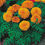 Thumbnail: Marigold Flowering Plant