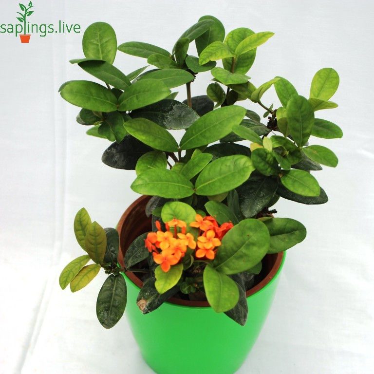 Thumbnail: Ixora Flower plant (Orange) or Jungle Geranium