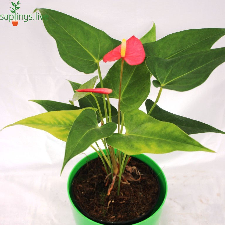 Thumbnail: Anthurium 'Red' Indoor Plant
