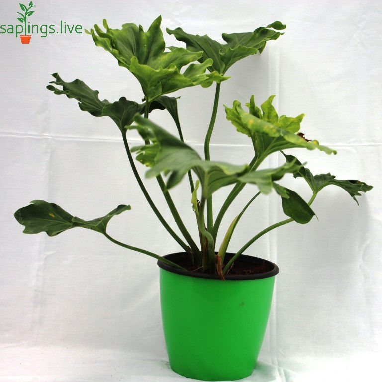 Thumbnail: Tree Philodendron