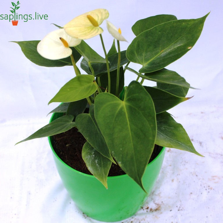 Anthurium 'White' Indoor Plant