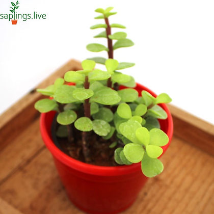 Elephant Bush, Jade Plant