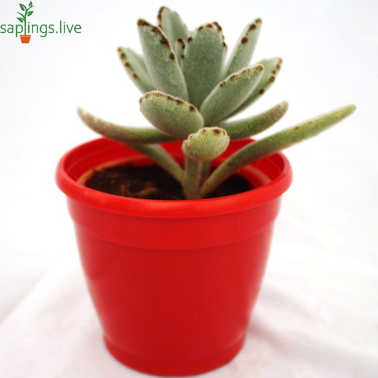 Thumbnail: Best5 - Mini Succulent Combo Pack